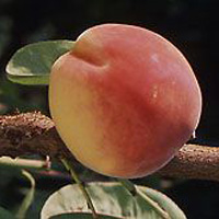 Early Elberta Peach Tree