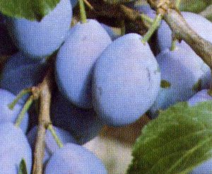 italian plums download